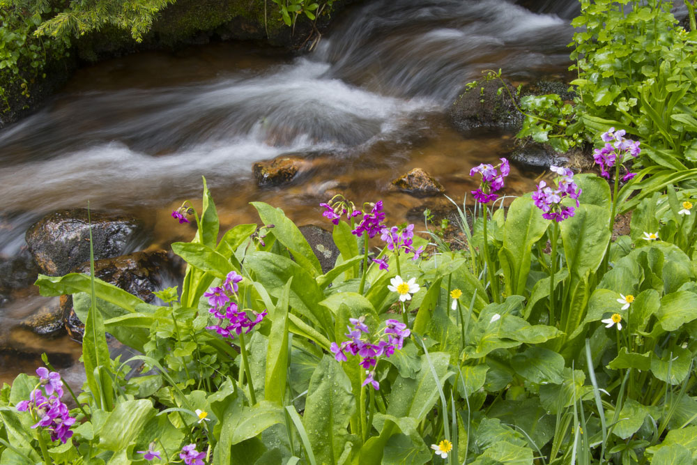 Mountain stream on a hike in Lakota.