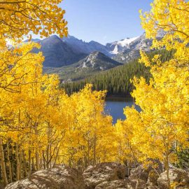 Fall leaves near Colorado lake