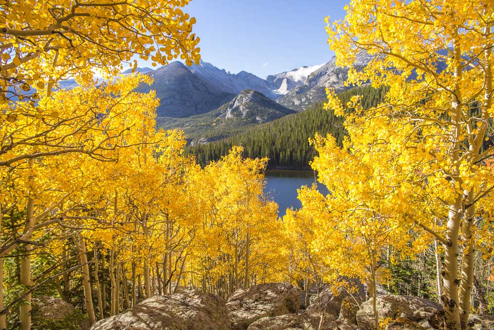 Fall leaves near Colorado lake