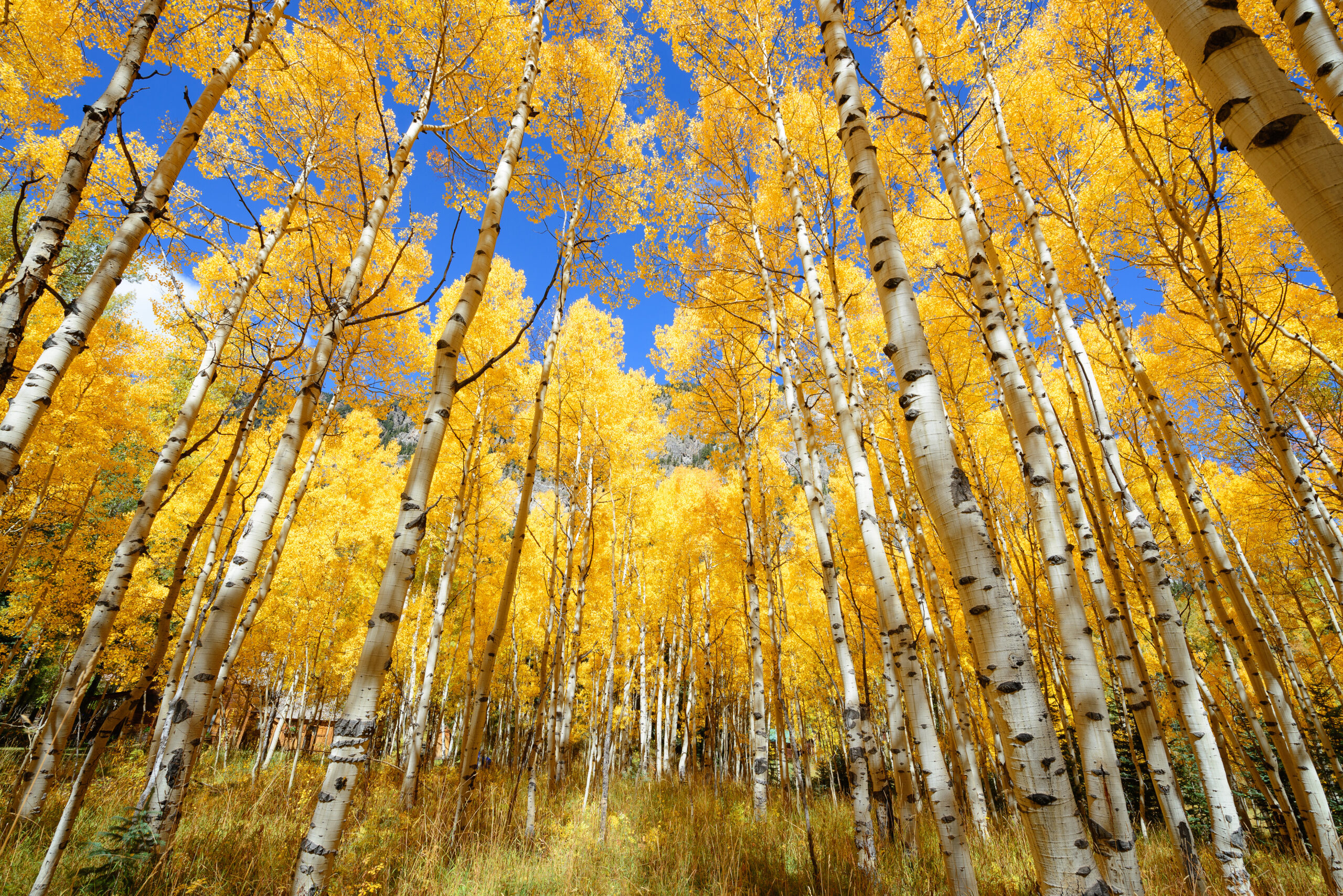 Fall Aspen Foliage